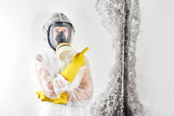 Best Emergency Mold Remediation in Williamsburg, PA