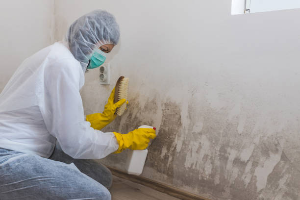 Best Mold Odor Removal Services in Williamsburg, PA